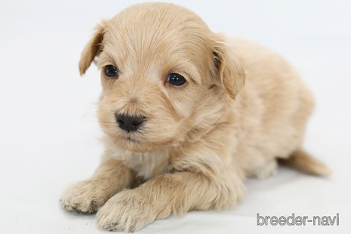 成約済の神奈川県のマルプー:マルチーズ×トイプードル-308952の3枚目